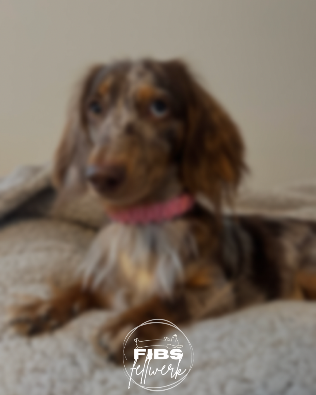 🌸 Frühlingskollektion 🌸